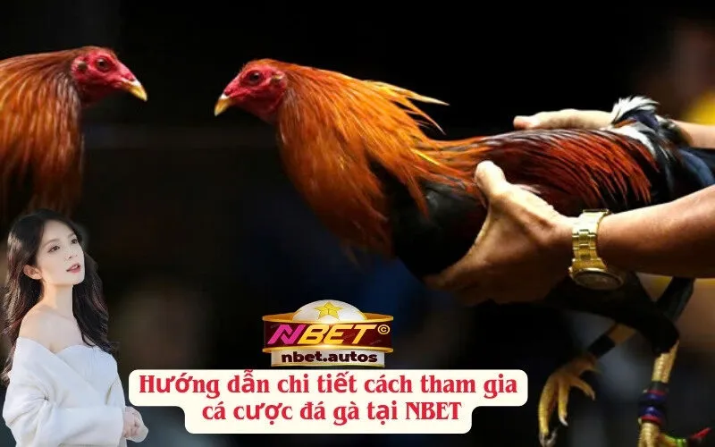 Hướng dẫn chi tiết cách tham gia cá cược đá gà tại NBET
